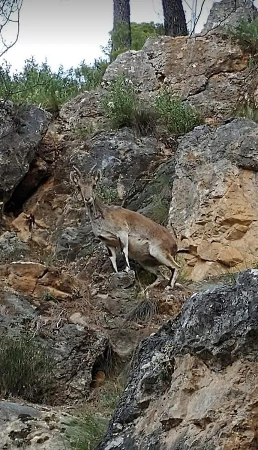 Alojamiento Rural El Penon De Hornos 0*,  Spain